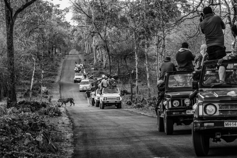 Long-Term Projects winner, Asia: 'Boundaries: Human-Tiger Conflict', by Senthil Kumaran, India.