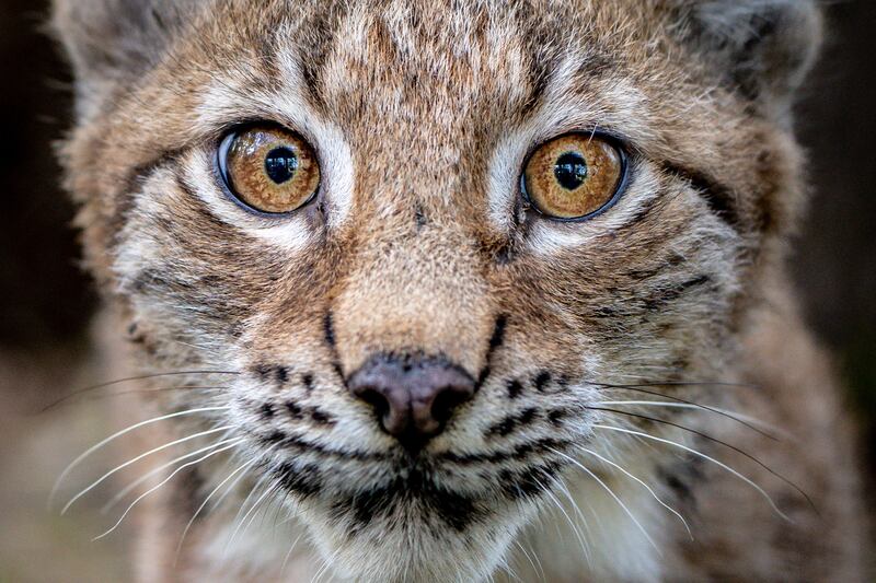 A lynx kitten. PA