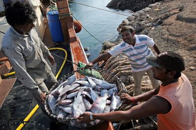 United Arab Emirates - Delma Island - July 26, 2010.

NATIONAL: Baskets of fresh caught hammour, sherry and zeradi fish are brought in to Delma Island on Monday, July 26, 2010. Amy Leang/The National