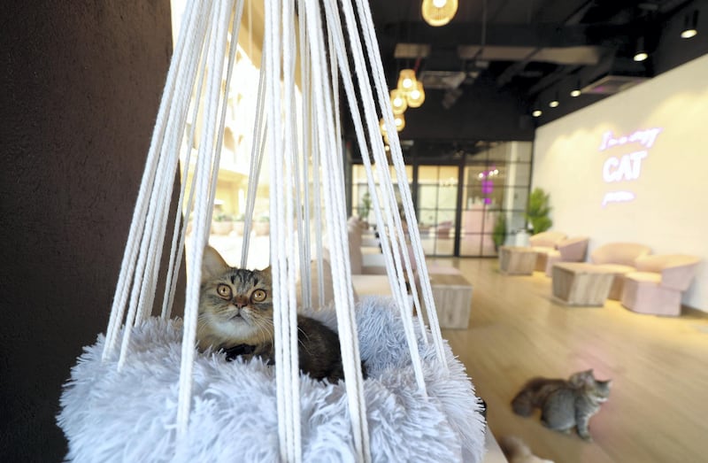 Dubai, United Arab Emirates - Reporter: Janice Rodrigues. Features. Vibrissae Cat Cafe has just opened in Al Safa, Dubai. Monday, March 8th, 2021. Dubai. Chris Whiteoak / The National