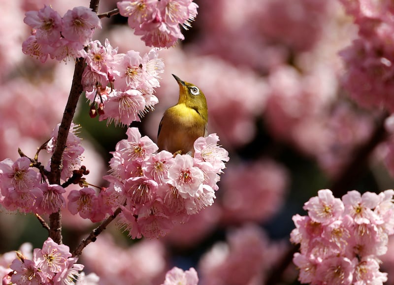A white-eye bird is seen on an early-flowering cherry blossoms in full bloom at a park in Tokyo, Japan March 1, 2023.  REUTERS / Issei Kato