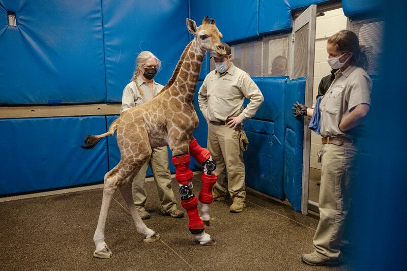 Msituni, a giraffe born with an unusual disorder that caused her legs to bend the wrong way, is cared for at the San Diego Zoo Safari Park in Escondido, California. San Diego Zoo Wildlife Alliance via AP