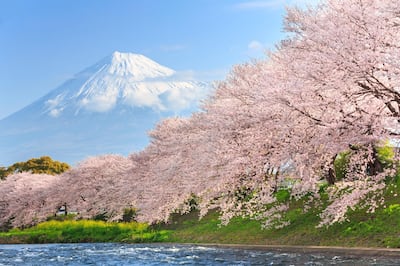 Cherry blossoms or Sakura and Mountain Fuji in background at the river in the morning (iStockphoto.com) *** Local Caption ***  ut21ma-ak-japan01.jpg
