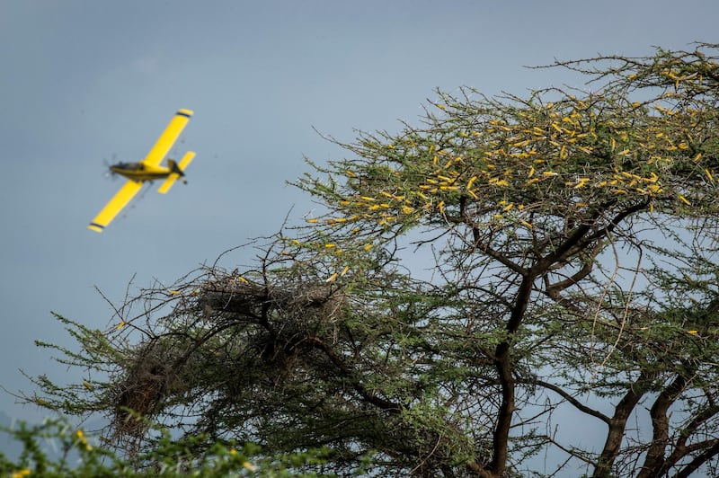 Desert locusts feed on an Acacia tree as a plane sprays pesticides, in Nasuulu Conservancy, northern Kenya. AP Photo