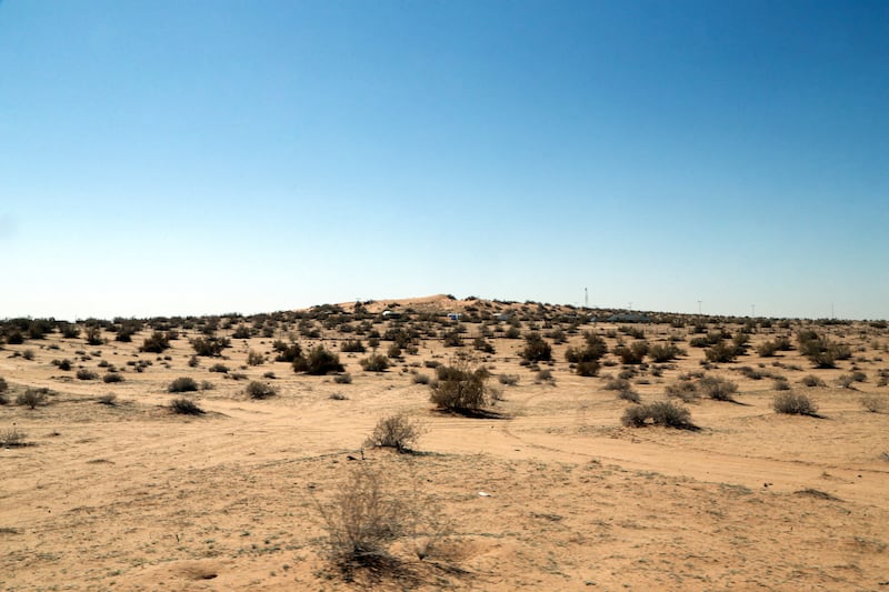 Saxaul roots bind the desert sands, helping to constrain sandstorms.