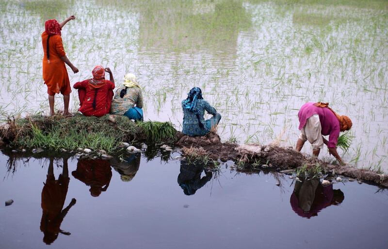 Pakistani women take a break from working in a rice field on the outskirts of Gujranwala, in Punjab province, Pakistan, Sunday, July 8, 2012. (AP Photo/Muhammed Muheisen)