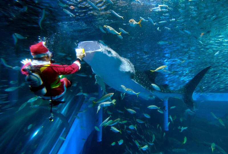 A diver dressed as Santa Claus swims with fish and a whale shark in an aquarium at the Yokohama Hakkeijima Sea Paradise in Yokohama during a promotional Christmas show.  AFP