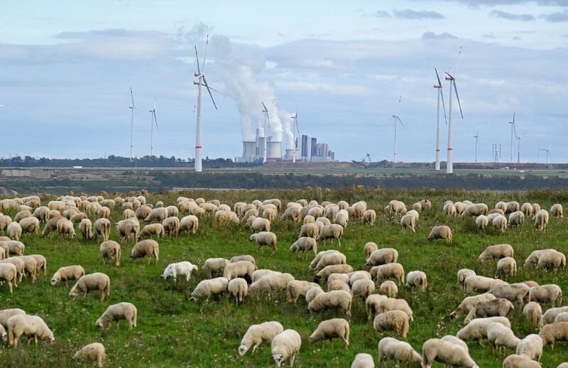 A herd of sheep near the coal-fired power plant Neurath run by RWE and wind turbines in Lutzerath, western Germany. German multinational energy company RWE plans to demolish houses in the village of Lutzerath for coal mining. AFP