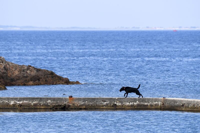 French President's dog Nemo has a walk in Bormes-les-Mimosa. Boris Horavt / AFP Photo