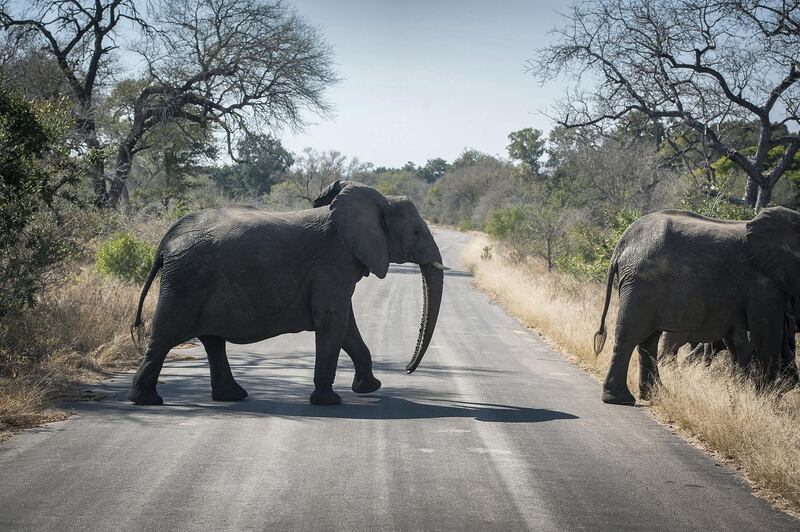 FILE - In this Wednesday, July 29, 2020 file photo, elephants cross the road in the Kruger National Park, South Africa. Animals have had the country's world-famous wildlife parks to themselves because of lockdown rules that barred international tourists and made it illegal for South Africans to travel between provinces for vacations. (AP Photo/Shiraaz Mohamed, File)