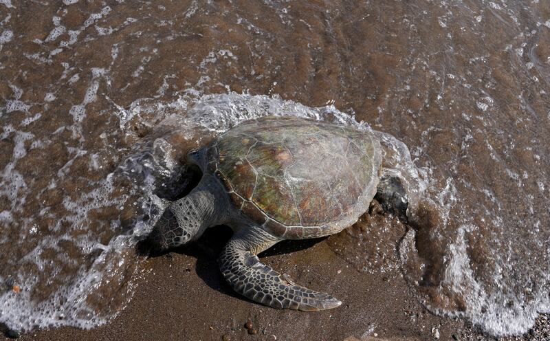 Three quarters of green turtles and more than half of loggerhead turtles found dead in Sharjah had eaten marine debris, including plastic bags, bottle caps, rope and fishing nets, says a study published in the 'Marine Pollution Bulletin'.