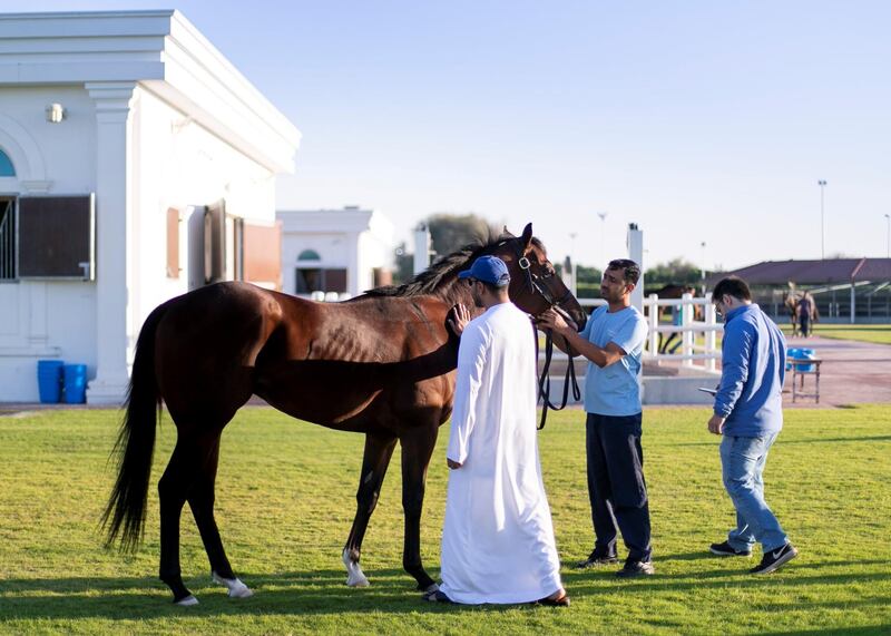 DUBAI, UNITED ARAB EMIRATES. 11 MARCH 2020. 
Emirati horse trainer Salem bin Ghadayer inspects the horses at Fazza Racing Stables.
(Photo: Reem Mohammed/The National)

Reporter:
Section: