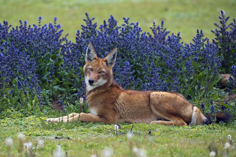 A Rare Sight by Axel Gomille, of an Ethiopian wolf in Ethiopia's Bale Mountains National Park
