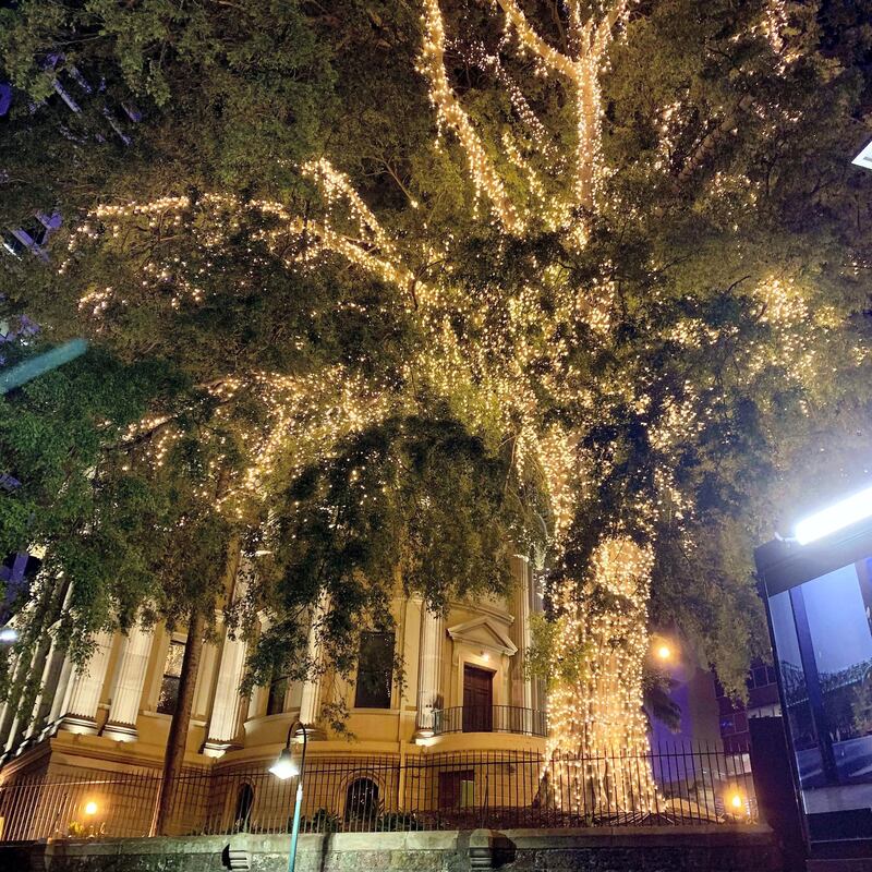 A tree is lit up outside Customs House, along the City Reach Boardwalk. Louise Burke