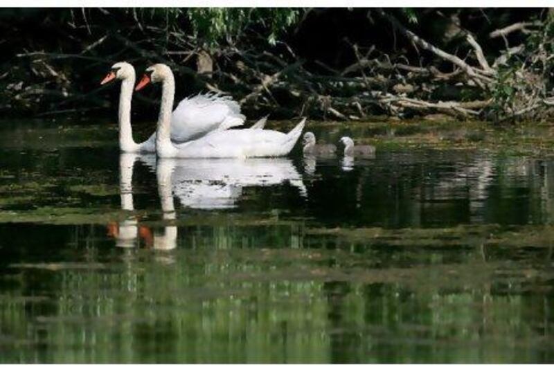 Swans swim with their cygnets near the banks of the Danube Delta region of Romania. Nicolae Dumitrache / AP Photo