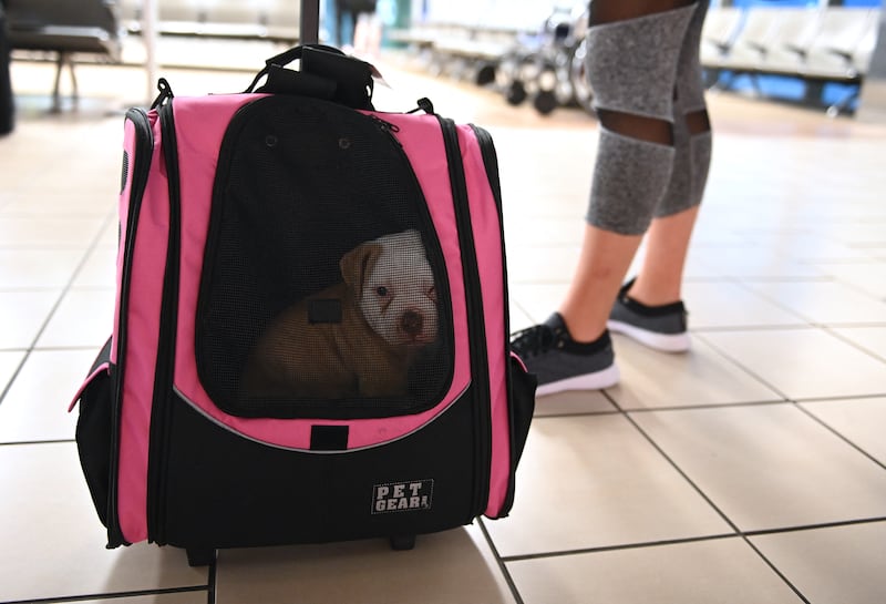 In Economy, it costs $150 (Dh550) per pet, per flight, to travel six hours or less. AFP