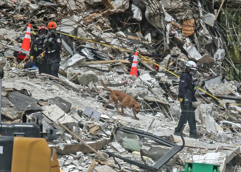 A sniffer dog is deployed to search for survivors and remains. Miami Herald via AP