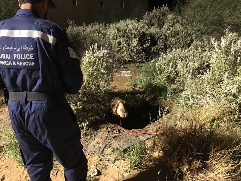 A camel is stuck in a water-logged hole in Al Lisaili. Courtesy Dubai Police