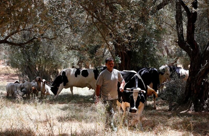 A Syrian farmer walks cows near Deir al-Asafir in Syria's southwestern region of Eastern Ghouta. AFP