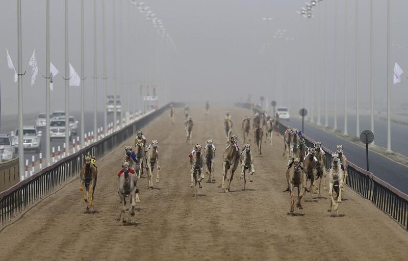Camels run towards the finish line as their owners in SUVs control the robotic jockeys from cars.