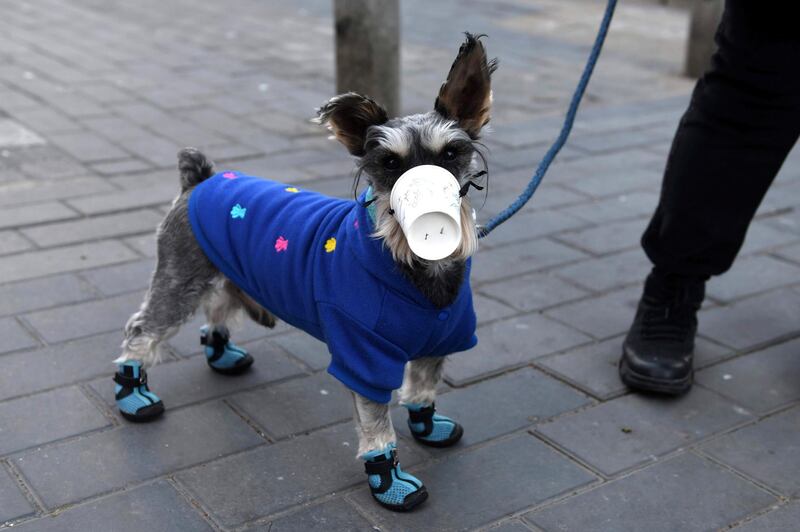 A dog wears a paper cup over its mouth on a street in Beijing on February 4, 2020. The number of total infections in China's coronavirus outbreak has passed 20,400 nationwide with 3,235 new cases confirmed, the National Health Commission said on February 4. / AFP / GREG BAKER
