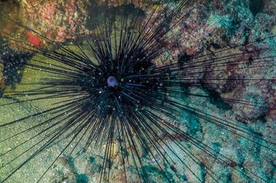 A single-celled pathogen with the scientific name Philaster apodigitiformis is said to be causing die-offs of long-spined sea urchins around the world. Photo: Ibrahim Chalhoub / AFP