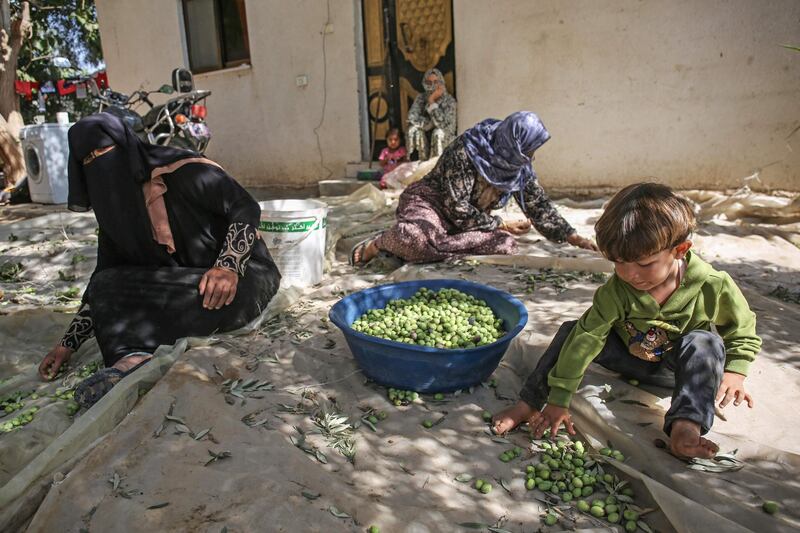 Palestinian women sort olives during harvest season at an olive grove in Khan Yunis in the southern Gaza Strip. AFP