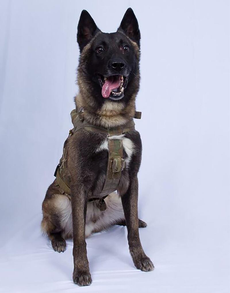 An unidentified military working dog, wounded in the U.S. special forces raid on the Syria compound of Islamic State leader Abu Bakr al-Baghdadi, is seen in this declassified photograph released by the White House on October 28, 2019. The White House/Handout via REUTERS  THIS IMAGE HAS BEEN SUPPLIED BY A THIRD PARTY.