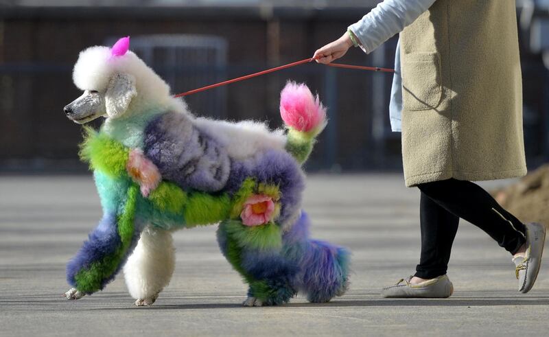 A woman walks a dog with styled and dyed fur on a street in Shenyang, Liaoning province, China. Reuters