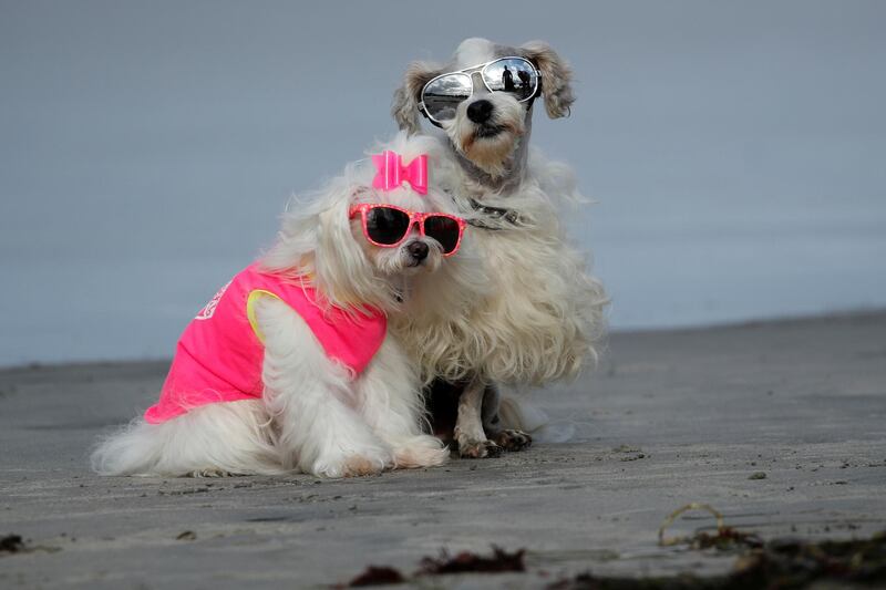 Prince Dudeman (R) and Flofy sit on the beach waiting for their heats to begin at the 14th annual Helen Woodward Animal Center "Surf-A-Thon". Reuters