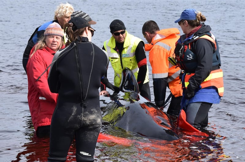 Rescuers work to save a whale stranded on a sandbar in Macquarie Harbour on the rugged west coast of Tasmania. AFP