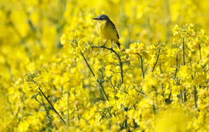 TOPSHOT - A western yellow wagtail (Motacilla flava) rests in a field of rapeseed standing in full bloom on May 17, 2019 in Heiligkreuztal, southern Germany. Germany OUT
 / AFP / dpa / Thomas Warnack
