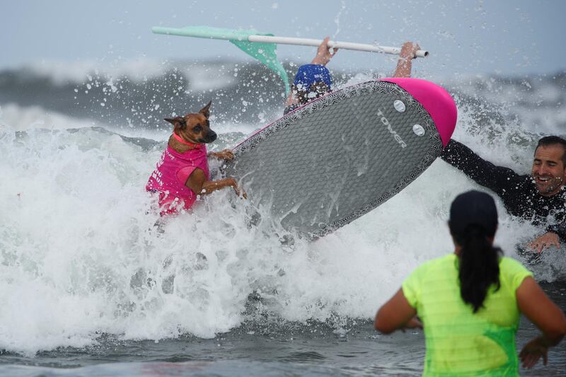 A dog jumps off his surfboard while competing at the 14th annual Helen Woodward Animal Center "Surf-A-Thon" where more than 70 dogs competed in five different weight classes for "Top Surf Dog 2019". Reuters