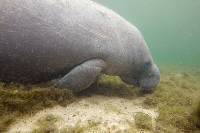 Florida reported 1,017 deaths this year, about 15 per cent of the state's total manatee population. AFP