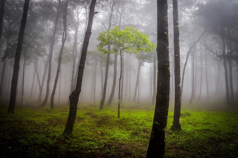 Honorable Mention, Plants and Fungi, Jake Virus, US. A spooky forest in Ba Vi National Park in Vietnam.