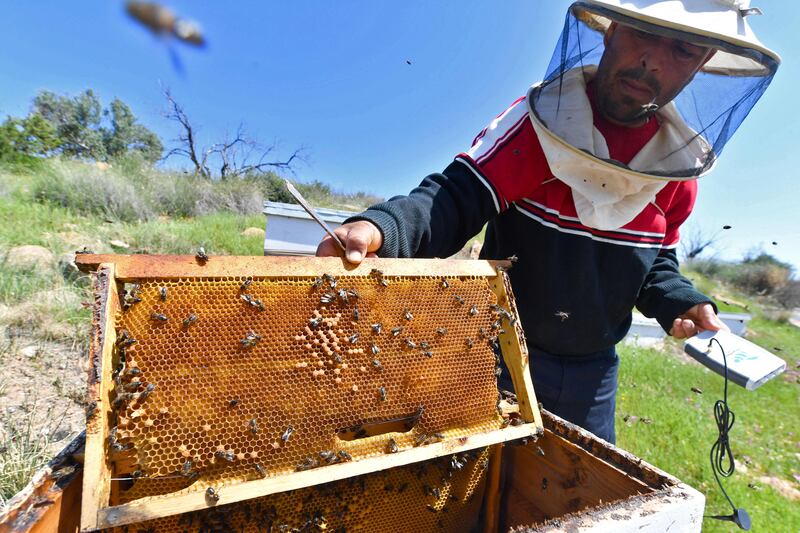 Tunisian beekeeper Elias Chebbi holds a honeycomb in one hand and a locally-made SmartBee device in the other in Testour in the Beja province. AFP