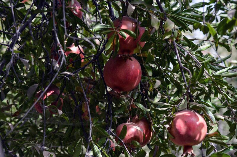Pomegranates are pictured during harvest season in the village of Mazara in the Arghandab district of Kandahar, Afghanistan.