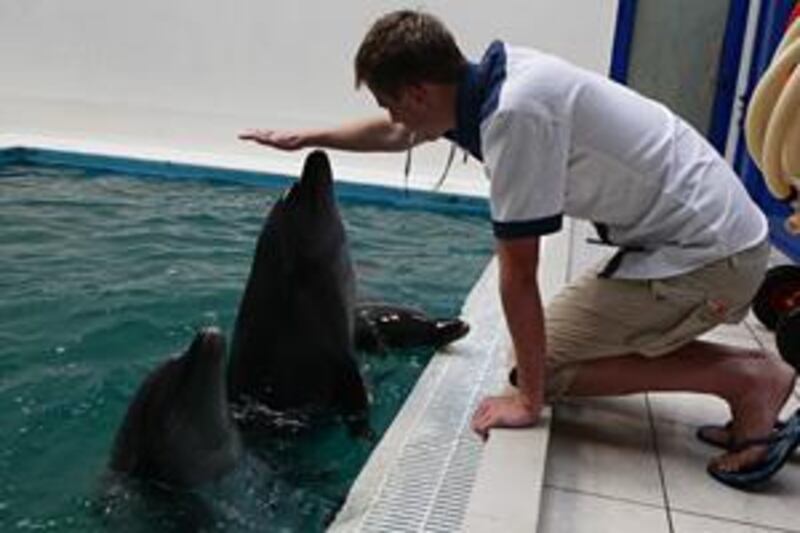Traill Stocker, 21, trains dolphins at Dubai Creek Park's aquarium.