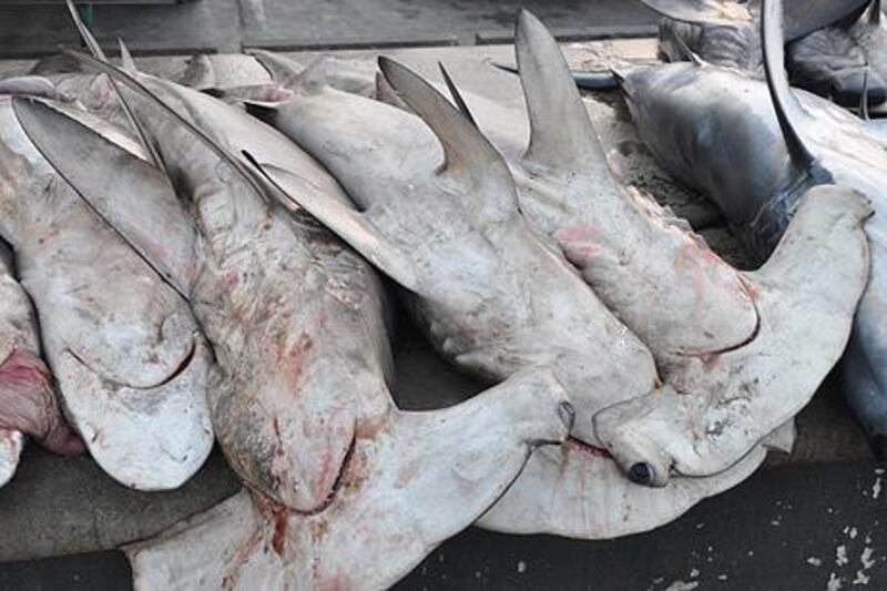 These photos of Hammer Head sharks were taken at Deira Fish Market on a single day in August 2012 by Peter Jaworski.

Courtesy Peter Jaworski