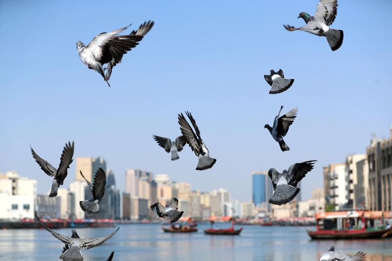 Street photography. Pigeons fly on the creek in Bur Dubai on May 2nd, 2021. Chris Whiteoak / The National. 
Reporter: N/A for News