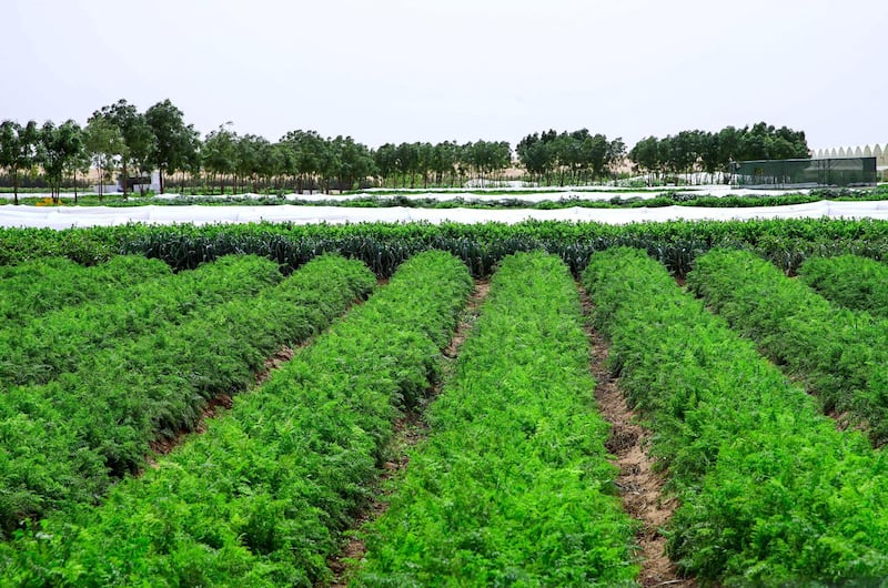 Abu Dhabi, United Arab Emirates, April 2, 2020.  Visit to a UAE farm, Emirates Bio Farm at Al Ain to learn about how they are dealing with coronavirus outbreak.  The massive organic farm in the middle of the Al Ain desert.
Victor Besa / The National
Section:  NA
Reporter:  Dan Sanderson