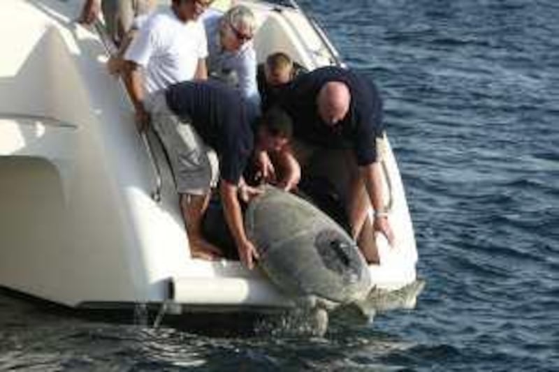 DUBAI - NOVEMBER 11,2009 - Rehabilitated Green turtle named Jade weighing 150 Kg was realease from the sea in Jumeirah Dubai. ( Paulo Vecina/The National ) *** Local Caption ***  PV Jade 1.jpg