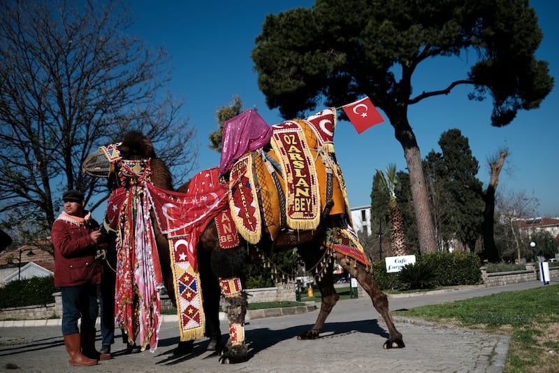 Wrestling camel Ozarslan Bey, adorned with colourful ornaments, is paraded during the Camel Beauty Contest.