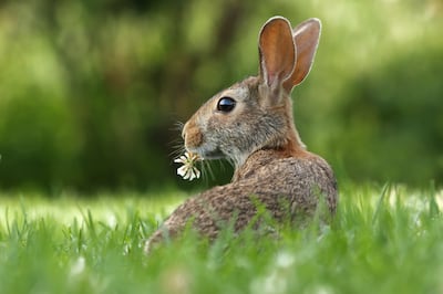 The Easter Bunny is not in the Bible, but rather stems from German folklore. Photo: Gary Bendig / Unsplash