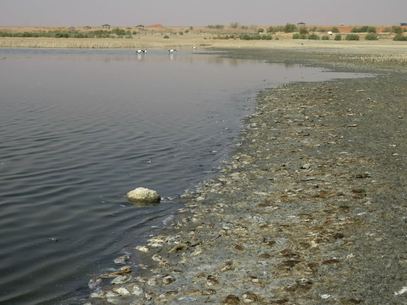 Environment Agency Abu Dhabi is investigating the cause of death of dozens of fish washed up off Zakher lake.