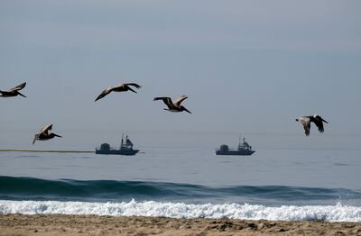 Pelicans fly over the beach after an oil spill in Huntington Beach, California. AP