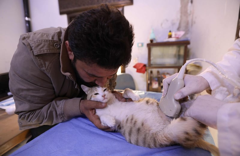 Mohammed Alaa al-Jaleel comforts a feline patient on her back as an ultrasound probe is rolled across her pregnant belly at Ernesto's Cat Sanctuary. AFP