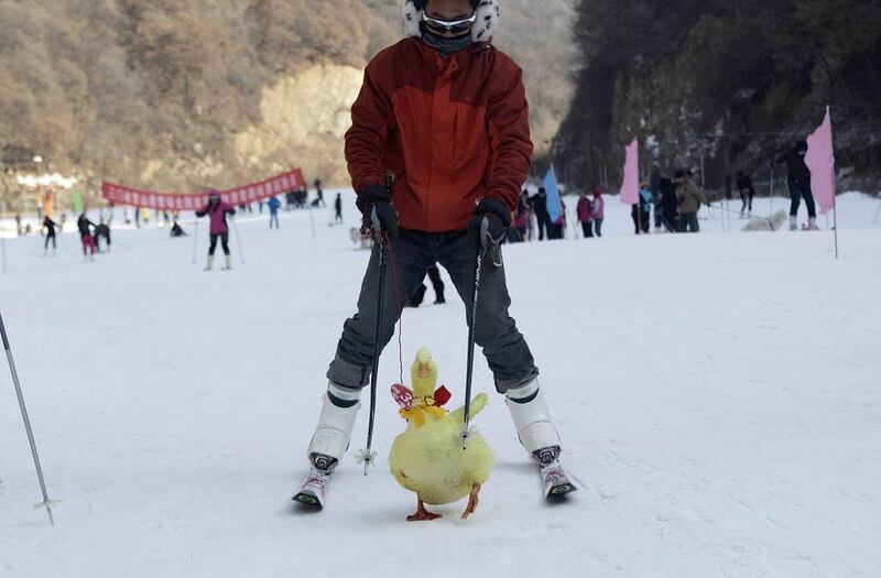 The winner: A yellow duck was first down the slopes. The 40 human competitors were allowed to place their animals on skis or sledges, or could guide the pet with a lead while skiing, the report said.