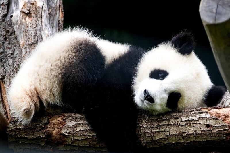 A baby panda sleeps in an enclosure at the Zoo Berlin, Germany. EPA