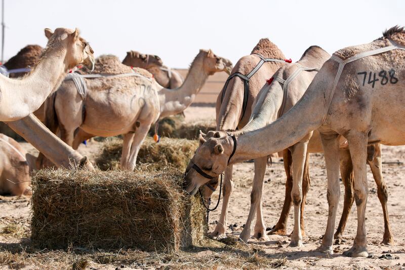 Participating camels at Al Dhafra Festival.